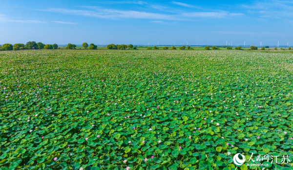 Egrets bathe in lake covered with blooming lotus flowers in E China’s Jiangsu