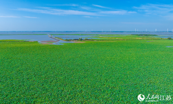 Egrets bathe in lake covered with blooming lotus flowers in E China’s Jiangsu