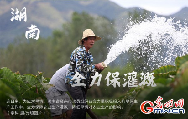南方粮食主产区全力抗旱 保障秋粮&ldquo;颗粒归仓&rdquo;（组图）