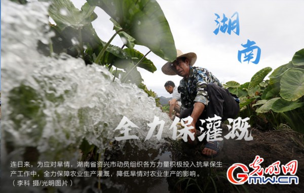 南方粮食主产区全力抗旱 保障秋粮&ldquo;颗粒归仓&rdquo;（组图）