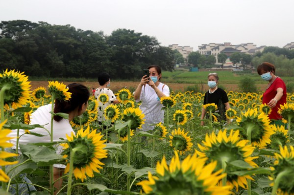南京市高淳区桠溪国际慢城吕家村向日葵田地里，游客们正在观花赏景。通讯员 高晓平 摄