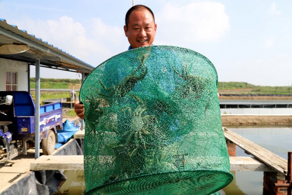 在南京市高淳区桠溪街道的家庭农场，蟹农傅平正在收获螃蟹，准备销往市场。通讯员 高晓平 摄