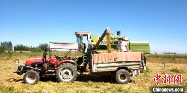 秋收现场，田间地头，各种农机手正在助力秋收全面展开。　李智雪 摄