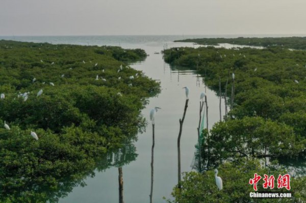 广西北海市北海金海湾红树林生态保护区白鹭飞舞。 王以照 摄