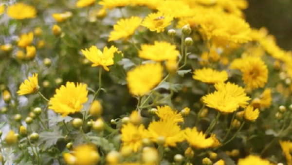 【网络中国节】四大名著里的重阳故事,你了解吗?