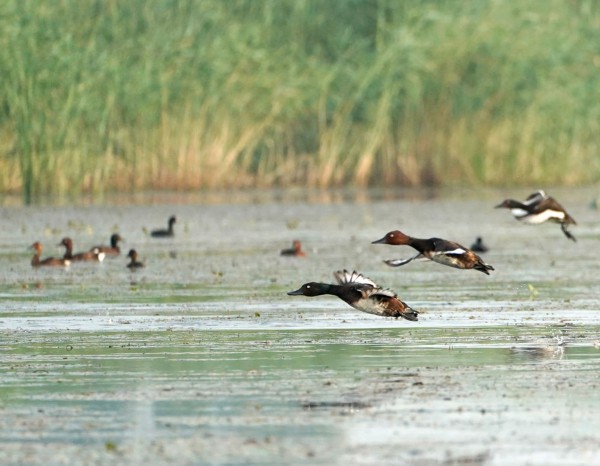 &uarr;2022年7月22日在白洋淀拍摄的青头潜鸭与白眼潜鸭。