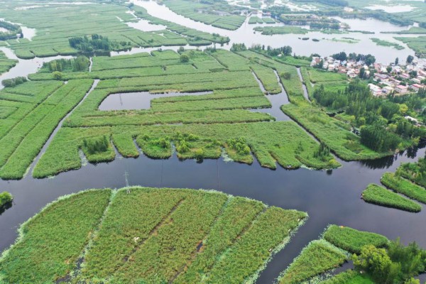 　&uarr;2022年7月27日拍摄的雄安新区白洋淀淀区景色(无人机照片)。