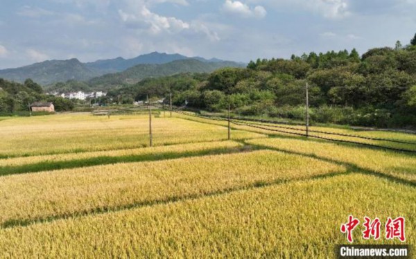 一亩耘心自然农场的稻田(无人机拍摄)。　王刚 摄