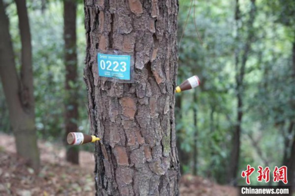 湘潭市生态绿心区昭山风景名胜区内，每棵树都有各自的&ldquo;药方&rdquo;。　张雪盈 摄