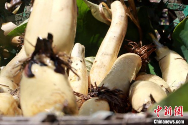 新疆博湖：&ldquo;藕&rdquo;遇丰收季农户采摘忙