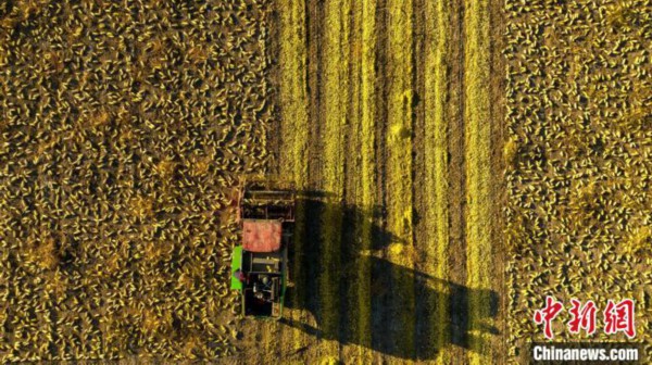 大田里自走式籽瓜收获(脱粒)机在来回穿梭，呈现出一派丰收的喜人景象。　闵勇 摄