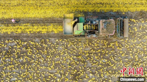 近年来，克拉玛依市积极探索调整种植结构，鼓励种植户种植籽用葫芦、打瓜等特色农作物，拓宽增收渠道。　闵勇 摄