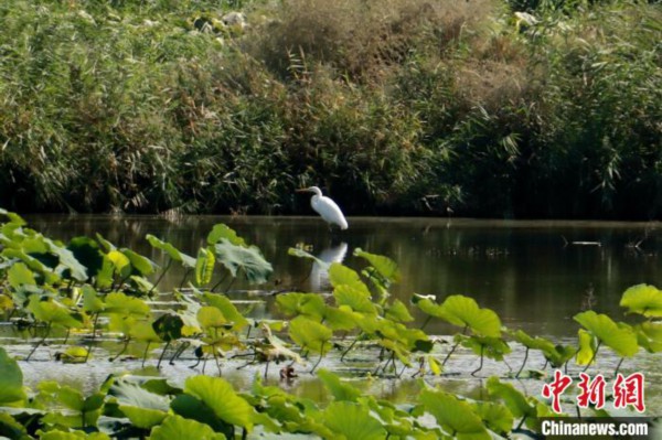 博湖空气好、环境好、气候好，水质好，比较适合莲藕种植。　斯琴高娃 摄