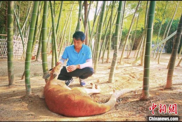 施金生给袋鼠喂食 姚玲利 摄 摄