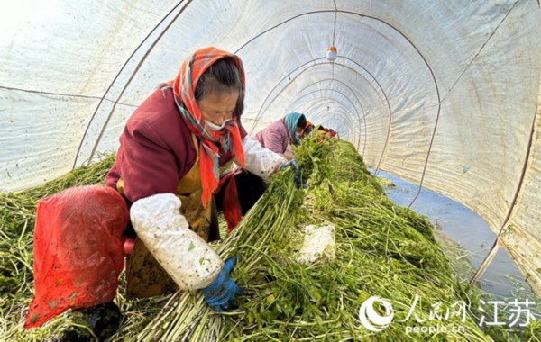 村民在挑拣水芹。人民网 王丹丹摄