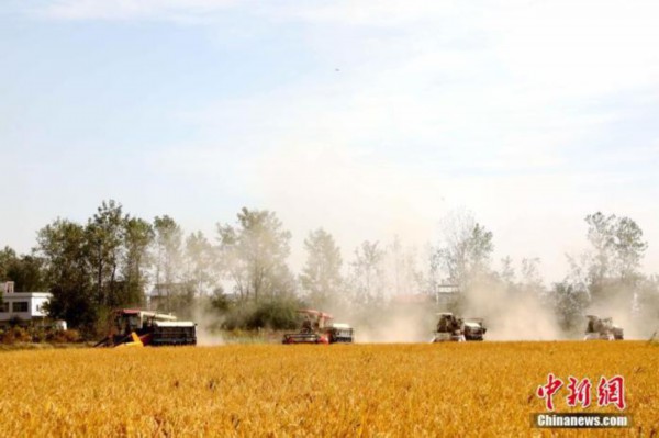 图为长江江心岛江西九江市彭泽县棉船镇迎来晚稻的成熟与收割。(资料图) 彭琴 摄
