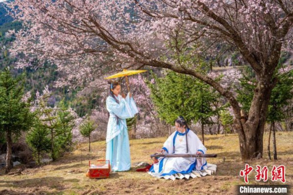 道孚杏花树下的游客们。　苏锐 摄