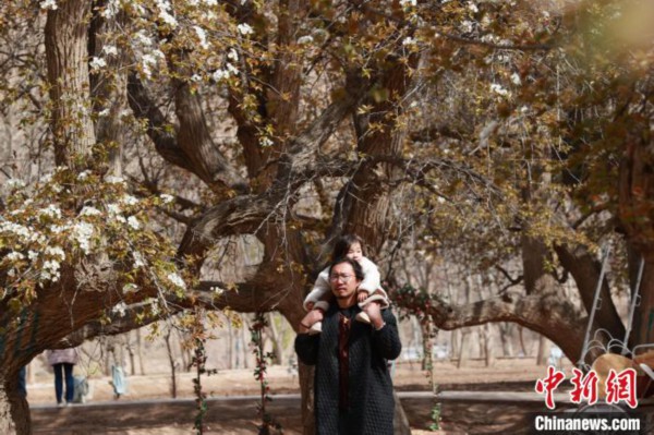4月7日，一对父女在南长滩村赏梨花。　于晶 摄