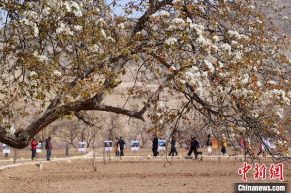 4月7日，游客纷纷踏访南长滩村赏梨花。　于晶 摄