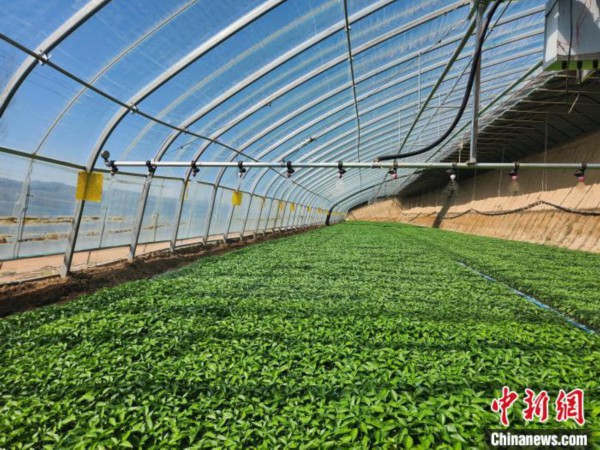 目前，上吾其村发展大棚10120栋，大棚蔬菜已成为村里支柱产业。　向上 摄