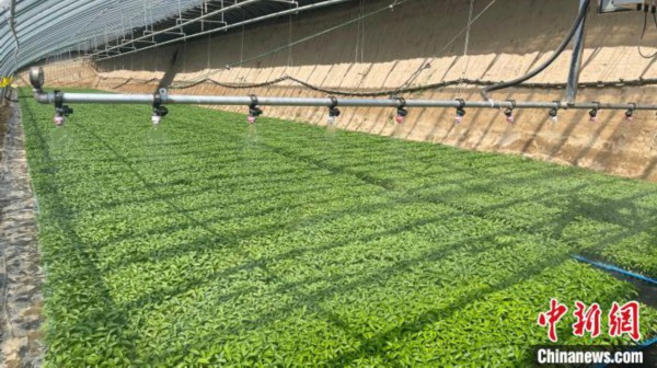 目前，上吾其村发展大棚10120栋，大棚蔬菜已成为村里支柱产业。　向上 摄