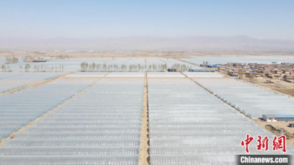 从百栋到万栋山西天镇大棚蔬菜&ldquo;种&rdquo;出乡村振兴好&ldquo;钱&rdquo;景