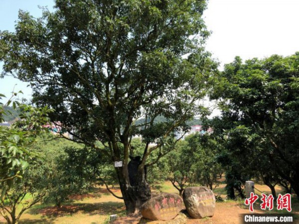 图为茂名高州市根子镇柏桥村荔枝种植园 孙秋霞 摄