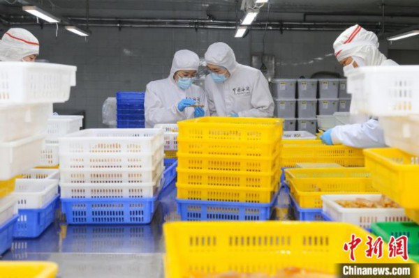 山东荣成鲱鱼籽生产出口忙年出口800余吨