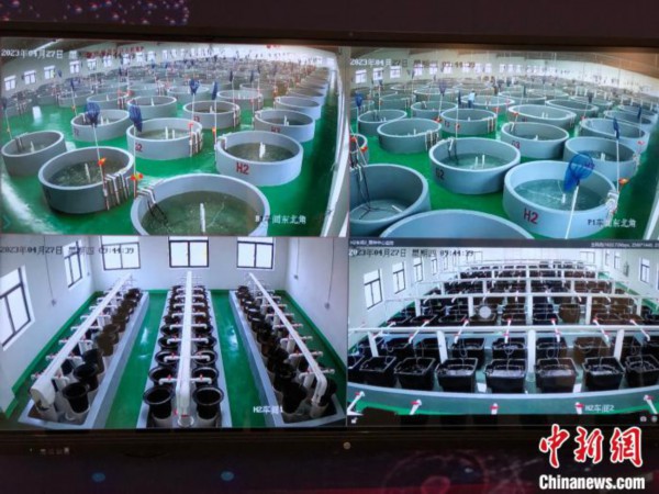 图为恒兴育种中心监控画面 孙秋霞 摄