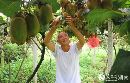 “农民专家”丁清清在果园里采摘。 人民网记者 刘宾摄