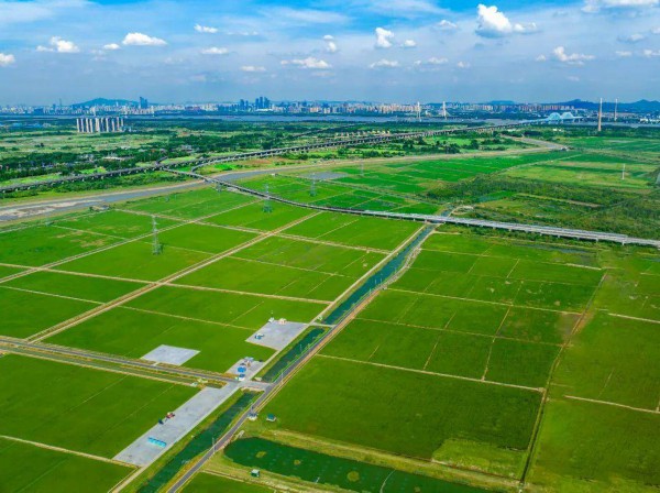 浦口高标准农田(资料图片)