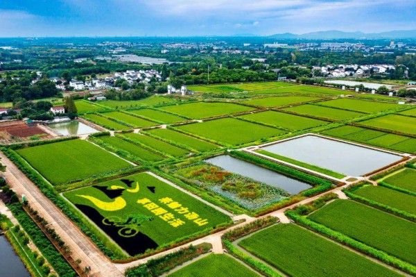 位于江宁汤山街道阜庄村南京太和水稻种植专业合作社栽培的彩色稻田。通讯员 马盼盼 南京日报/紫金山新闻记者 冯芃摄