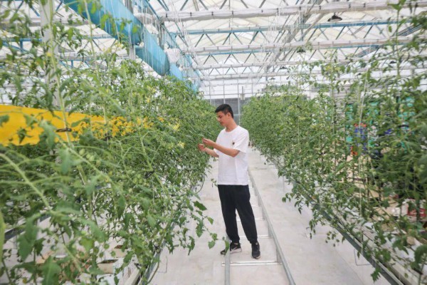 智慧科技大棚内种植的小番茄