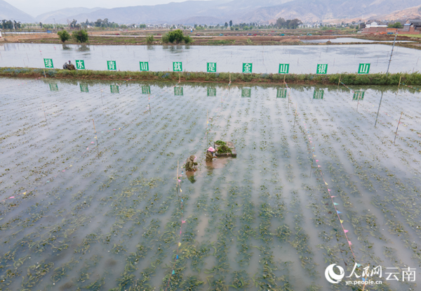 洱源县右所镇的农户正在采摘人工种植的海菜花。人民网记者 符皓摄