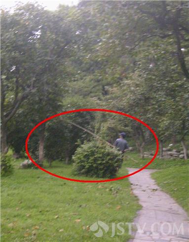 公园游玩时,发现路边树林里竟有一对老人在偷打柿子,引不少经过游客
