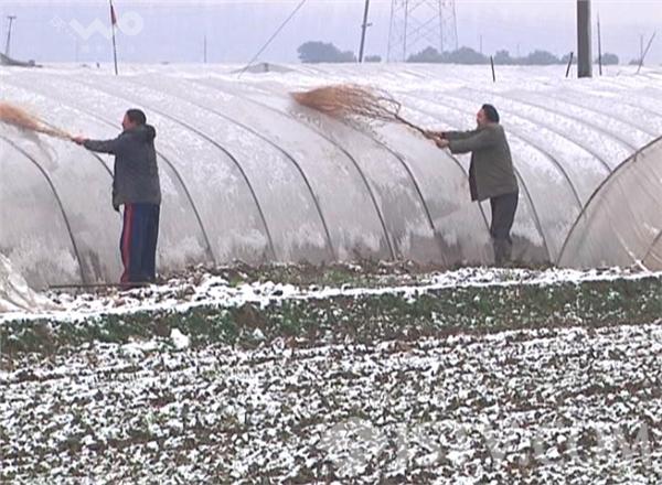 句容迎来马年最大一场雪 大棚蔬菜种植户除雪忙