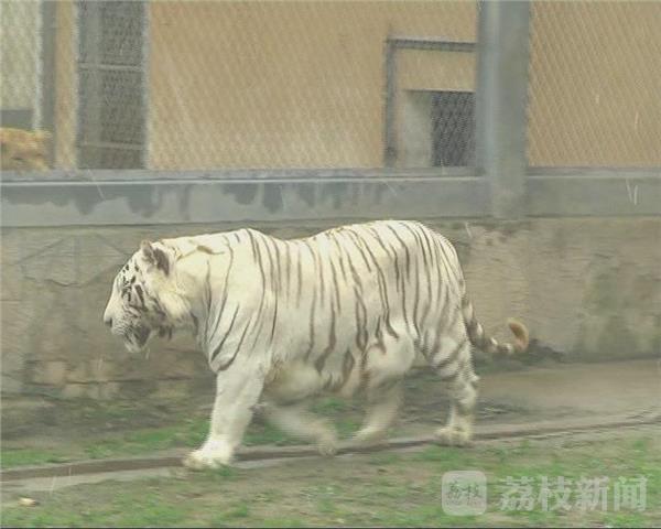 连云港白虎萌宝第一次看雪 动物园动物温暖过冬