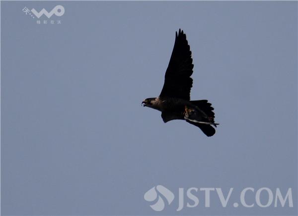直击：世界上飞得最快的鸟在长江速捕鳗鱼