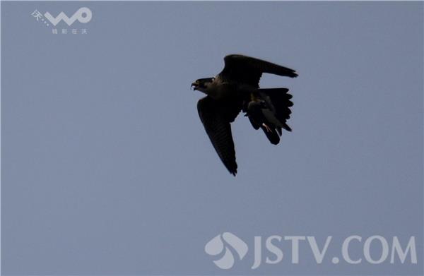 直击：世界上飞得最快的鸟在长江速捕鳗鱼