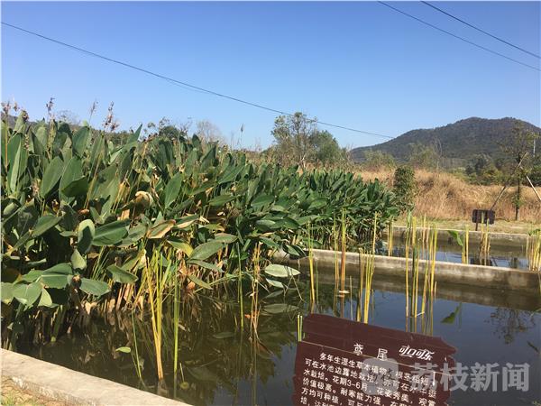 开云 开云体育官网“农家乐”植物大战污水 江苏首个人工湿地污水处理项目建成(图2)