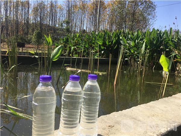开云 开云体育官网“农家乐”植物大战污水 江苏首个人工湿地污水处理项目建成(图4)