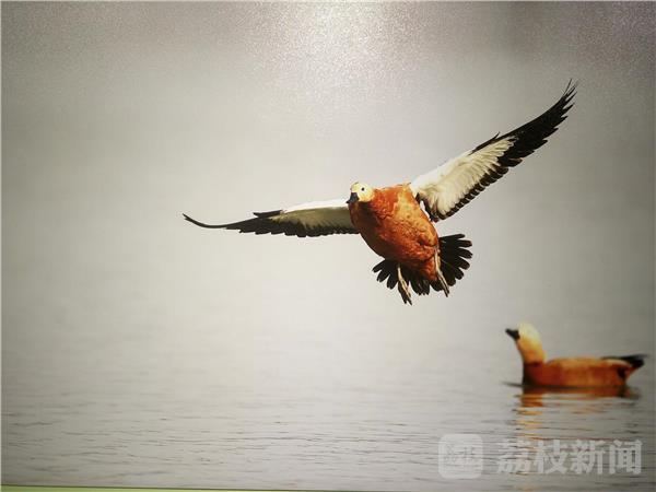 鸟类摄影艺术展 用镜头呼吁爱鸟护鸟(图7) 鸟类摄影艺术展 用镜头呼吁爱鸟护鸟(图7)