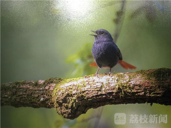 鸟类摄影艺术展 用镜头呼吁爱鸟护鸟(图8) 鸟类摄影艺术展 用镜头呼吁爱鸟护鸟(图8)