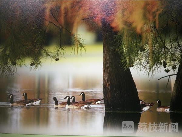 鸟类摄影艺术展 用镜头呼吁爱鸟护鸟(图9) 鸟类摄影艺术展 用镜头呼吁爱鸟护鸟(图9)