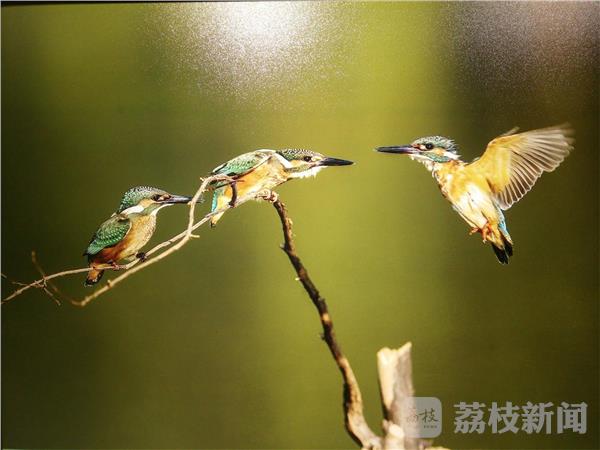 鸟类摄影艺术展 用镜头呼吁爱鸟护鸟(图10) 鸟类摄影艺术展 用镜头呼吁爱鸟护鸟(图10)