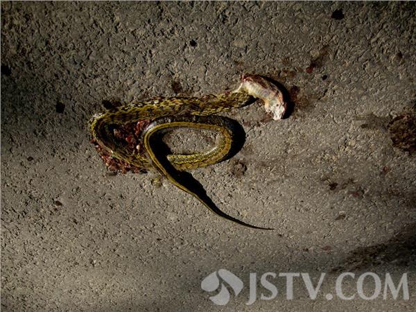 东炮台数只花蛇街头"漫步" 慌不择路遭车碾压