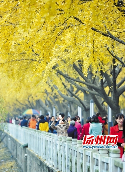 江都水利枢纽“黄金大道”引来无数游客和市民。董辉摄 江都水利枢纽“黄金大道”引来无数游客和市民。董辉摄