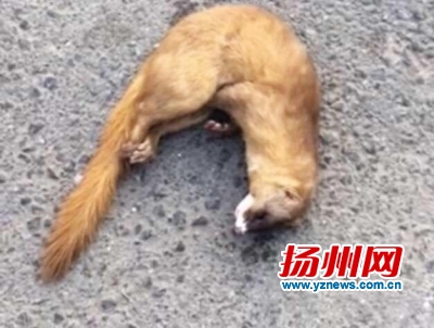 被市民打死的黄鼠狼。（市民供图）