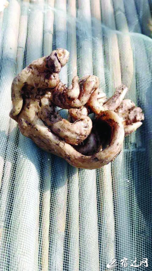 泗洪村民挖出“人形山药”