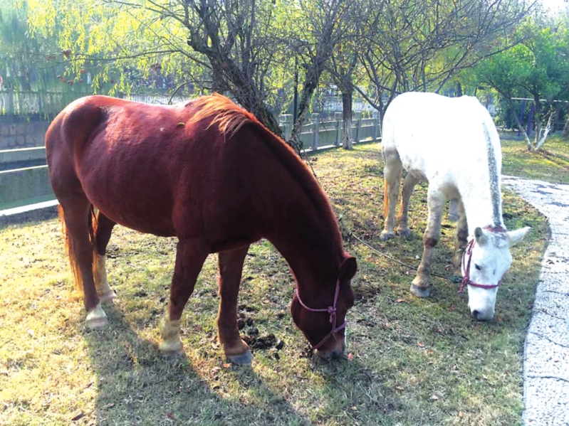 　　街边吃草的两匹马